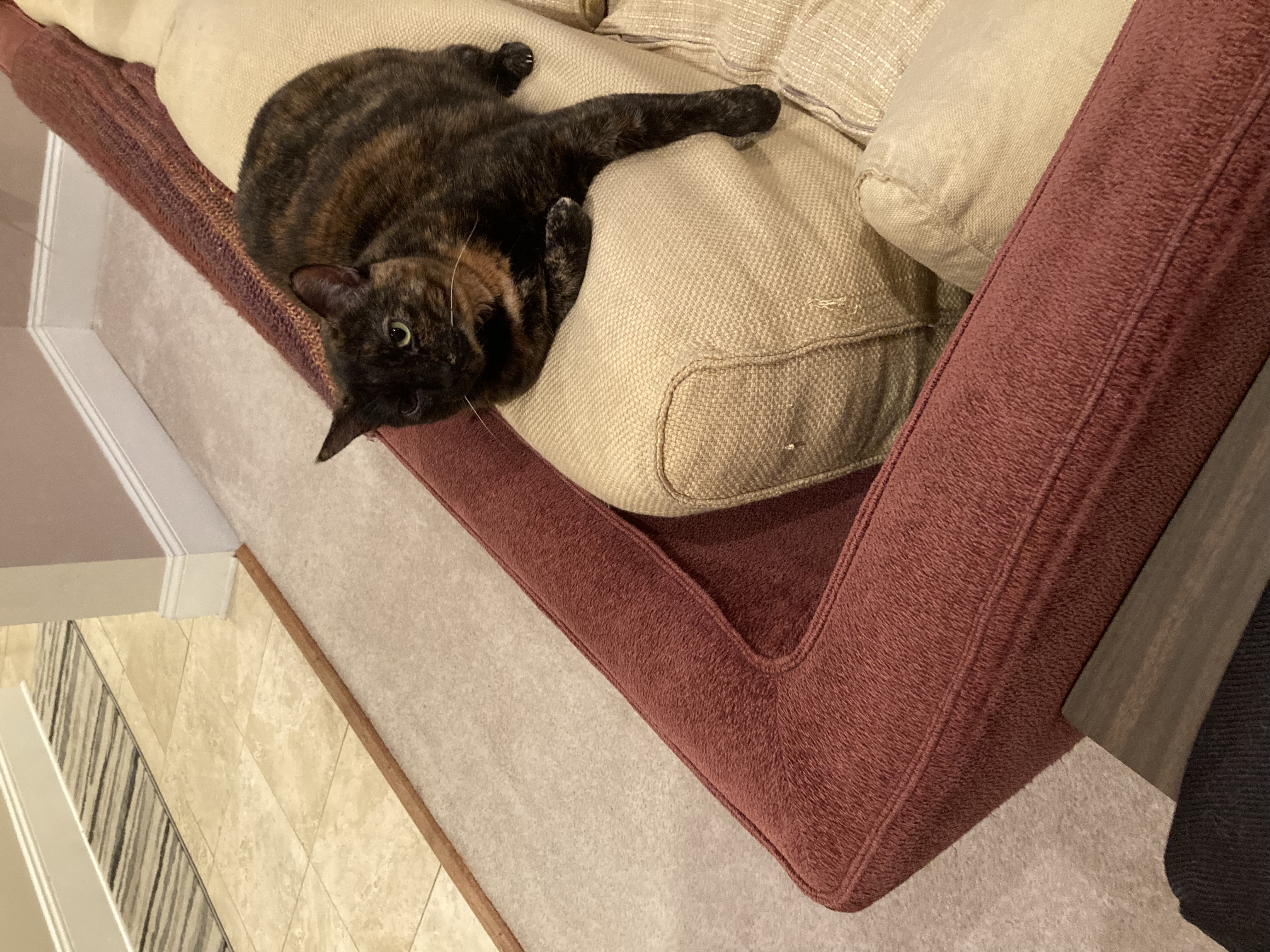 a tortoiseshell cat laying on the back of a couch, looking up and to the left